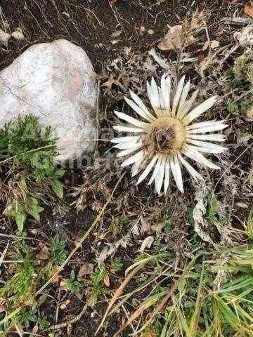 FORD ANDERE Others Modell A PHEATON H-KZ Vollrestauration CA